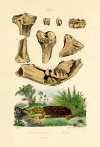 Bone Fossils by French School